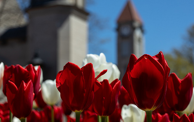 Tulips near Sample Gates at IU Bloomington.