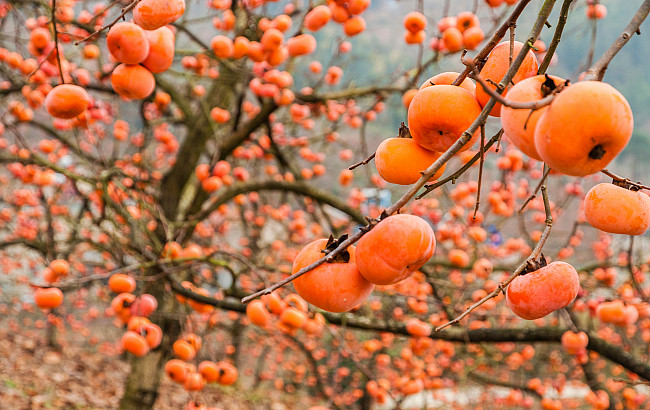 Close up of a persimmon tree in Autumn