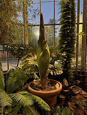 Wally, the resident Amorphophallus titanum (corpse flower) at the Indiana University Bloomington Biology Building Greenhouse.