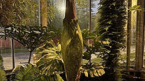 Wally, the resident Amorphophallus titanum (corpse flower) at the Indiana University Bloomington Biology Building Greenhouse.