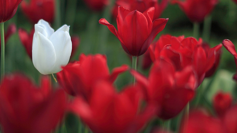 Tulips in front the IMU hotel.