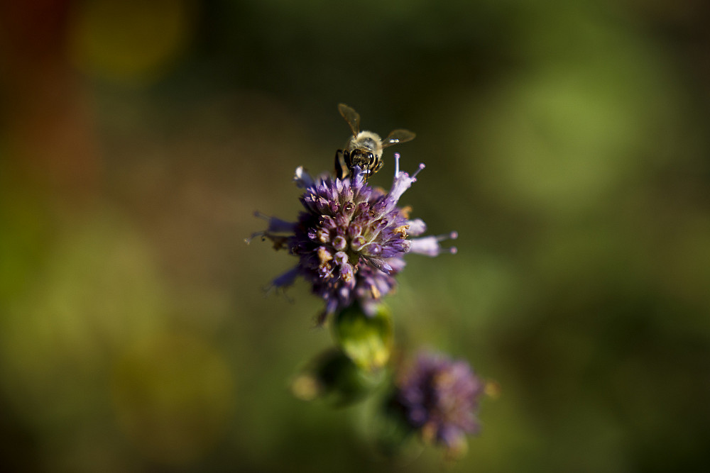 A bee on a flower in the Healing Garden at Hilltop Gardens on the IU Bloomington campus.