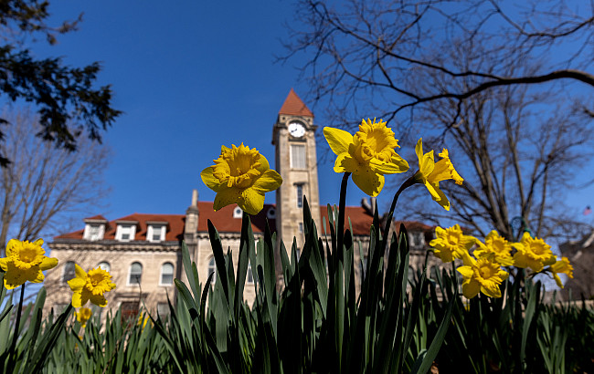 Close up of daffodils in front of the Student Building