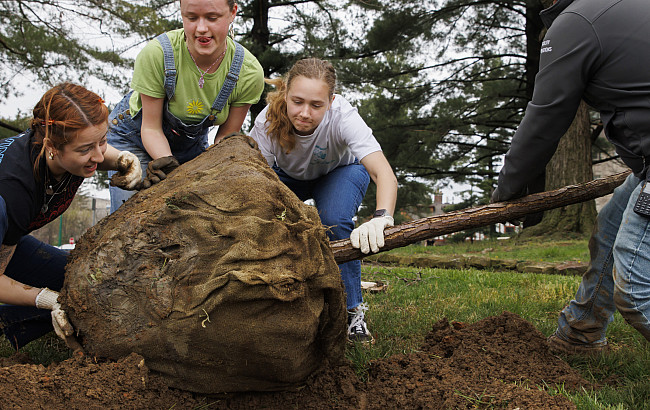 IU sophomores roll a tree into a hole as IU Landscape Services leader Tristan Johnson guides it into place outside of Read Hall