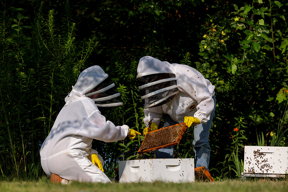 Two people in beekeeper suits hover over a beehive box.