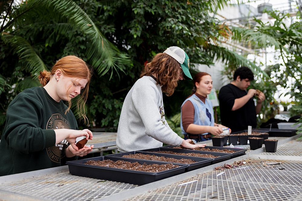 IUPUI students volunteer at the greenhouse at the School of Science. The photo was taken on Friday, Jan. 19, 2024. (Photo by Liz Kaye/Ind...