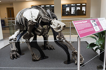 Megajeff, on display at Presidents Hall. Photo by Chaz Mottinger, Indiana University