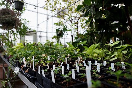 Plants are grown and seeds are germinated in the greenhouse on the Indianapolis campus. Photo by Liz Kaye, Indiana University