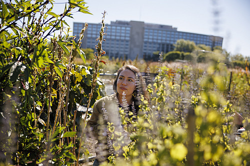 Indiana University Assistant Professor Keitlyn Alcantara works in the Healing Garden at Hilltop Gardens on the IU Bloomington campus on F...