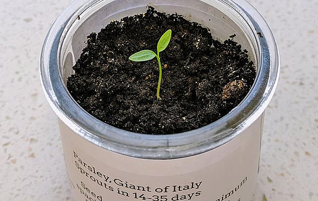 Parsley sprouting in a small pot